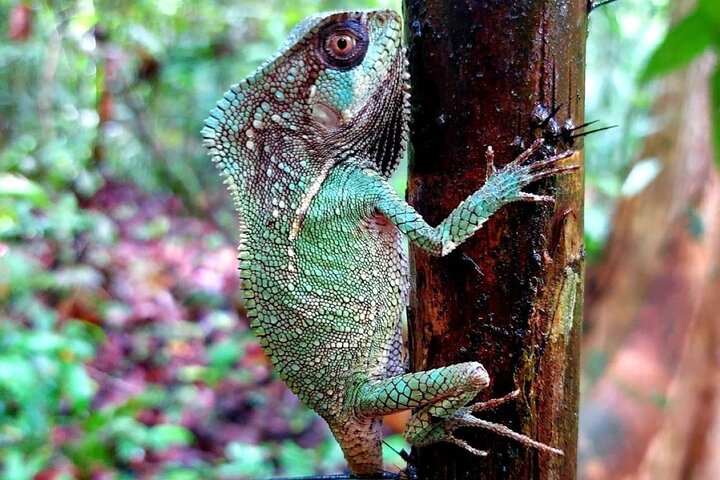 Manuel Antonio Park Guidad tur - Inträdesbiljett ingår