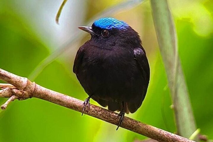 Manuel Antonio Park Guidad tur - Inträdesbiljett ingår