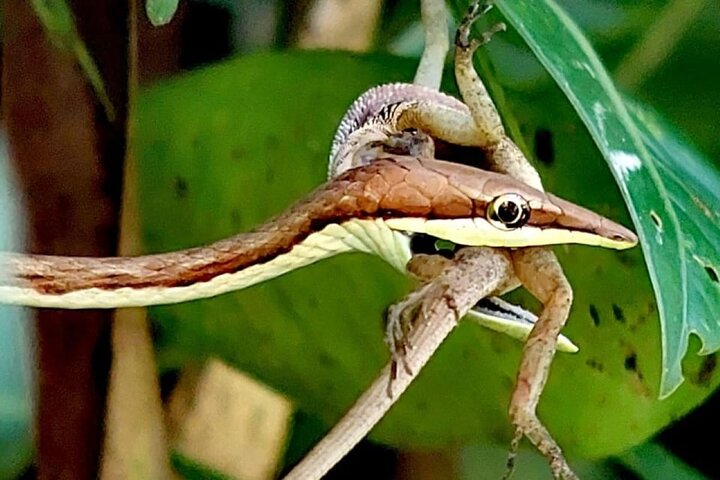 Manuel Antonio Park Guidad tur - Inträdesbiljett ingår