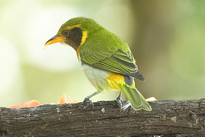 Mindo Regenwoud Vogelspotten & Fotografie I Privé Dagtocht