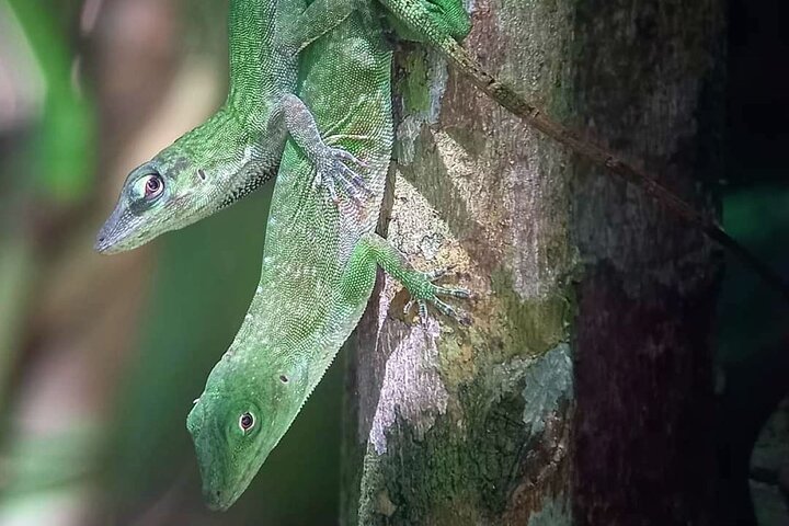 Manuel Antonio Park Guidad tur - Inträdesbiljett ingår