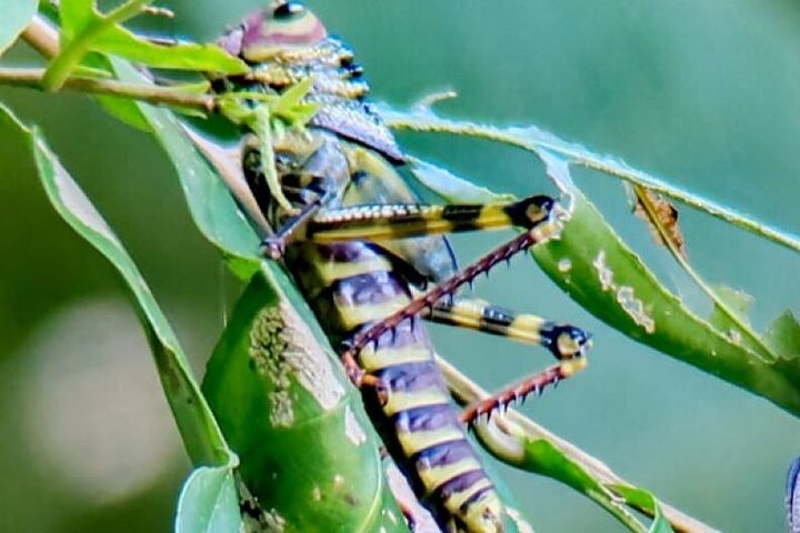 Manuel Antonio Park Guidad tur - Inträdesbiljett ingår