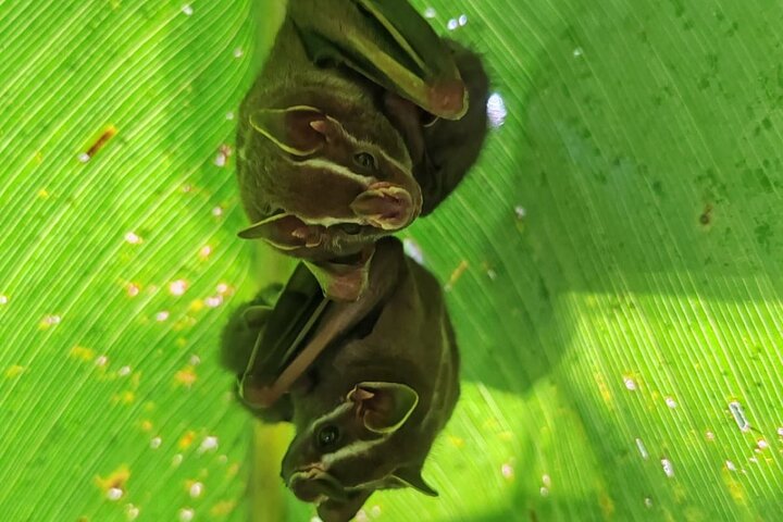 Manuel Antonio Park Guidad tur - Inträdesbiljett ingår