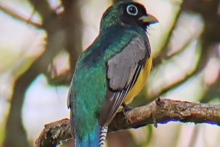 Manuel Antonio Park Guidad tur - Inträdesbiljett ingår