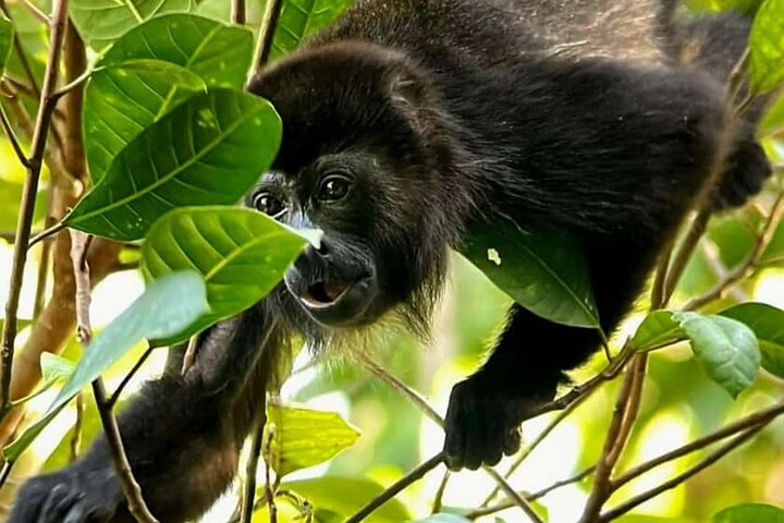 Manuel Antonio Park Guidad tur - Inträdesbiljett ingår