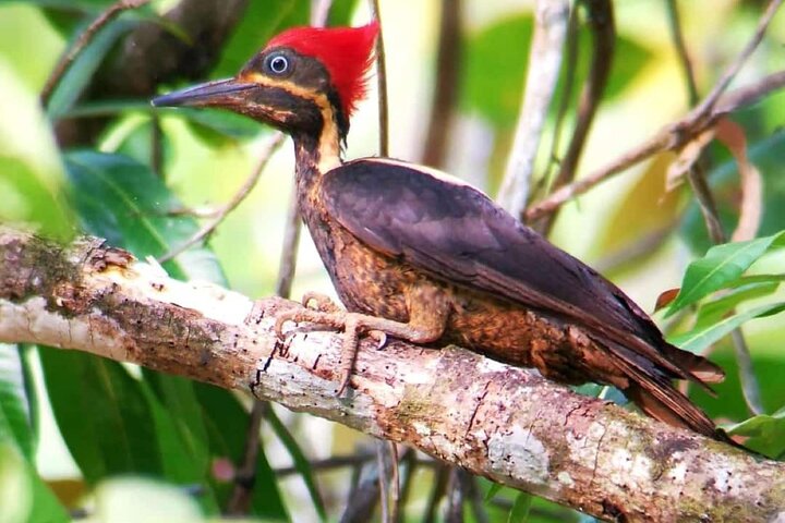 Manuel Antonio Park Guidad tur - Inträdesbiljett ingår