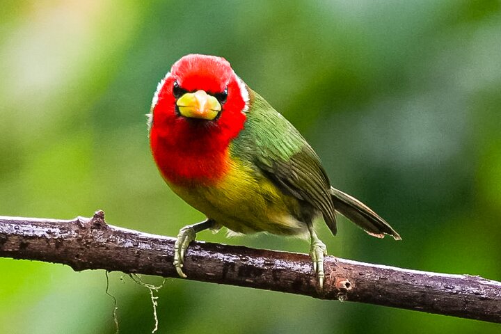 Mindo Regenwoud Vogelspotten & Fotografie I Privé Dagtocht