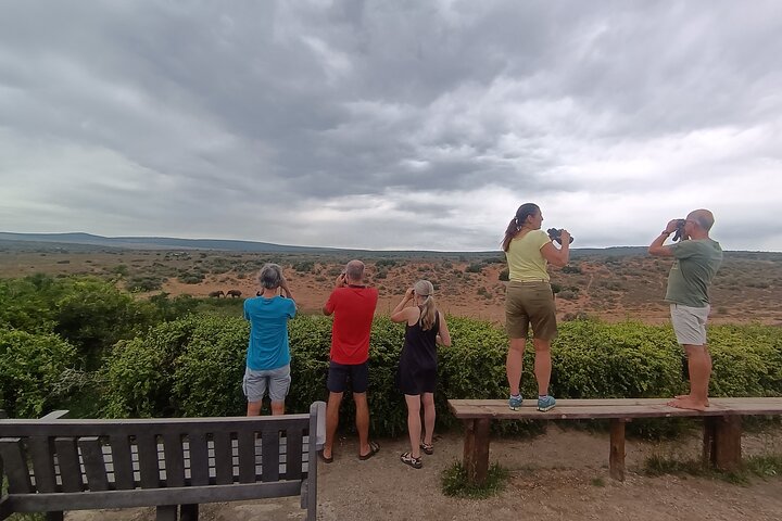 Excursion d'une demi-journée au parc national Addo Elephant de Port Elizabeth