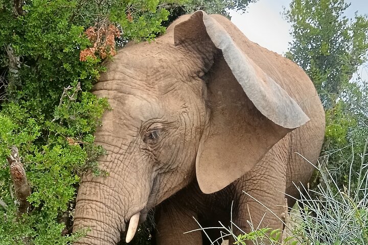 Excursion d'une demi-journée au parc national Addo Elephant de Port Elizabeth