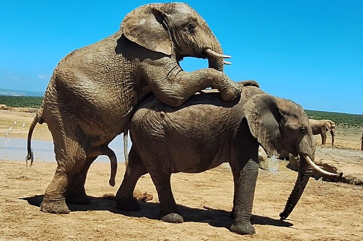Excursion d'une demi-journée au parc national Addo Elephant de Port Elizabeth