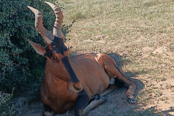 Excursion d'une demi-journée au parc national Addo Elephant de Port Elizabeth