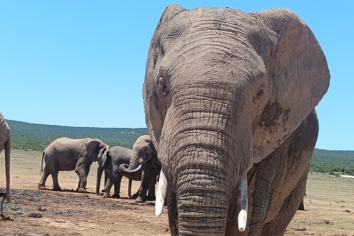 Excursion d'une demi-journée au parc national Addo Elephant de Port Elizabeth