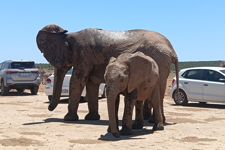 Excursion d'une demi-journée au parc national Addo Elephant de Port Elizabeth