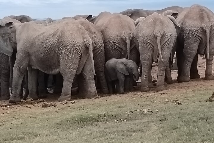 Excursion d'une demi-journée au parc national Addo Elephant de Port Elizabeth