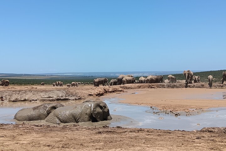 Excursion d'une demi-journée au parc national Addo Elephant de Port Elizabeth