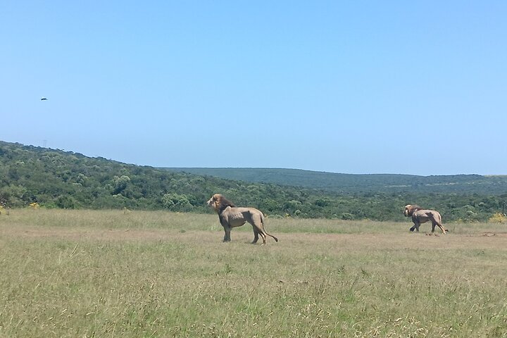 Excursion d'une demi-journée au parc national Addo Elephant de Port Elizabeth