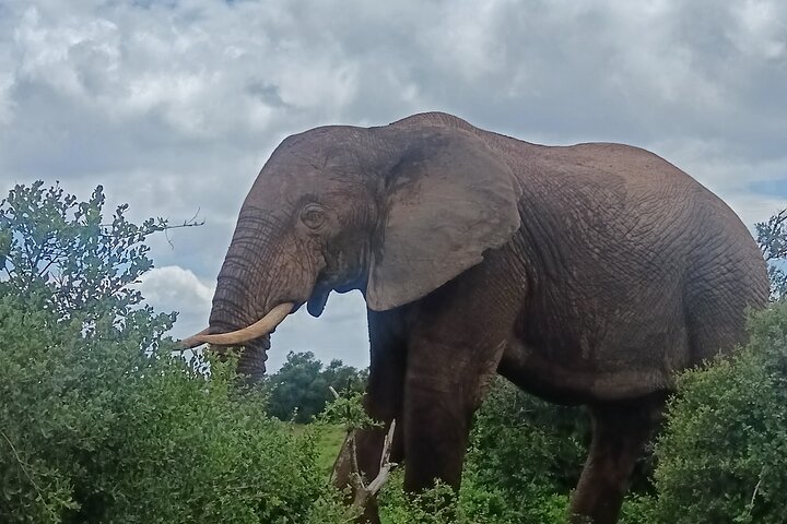 Excursion d'une demi-journée au parc national Addo Elephant de Port Elizabeth
