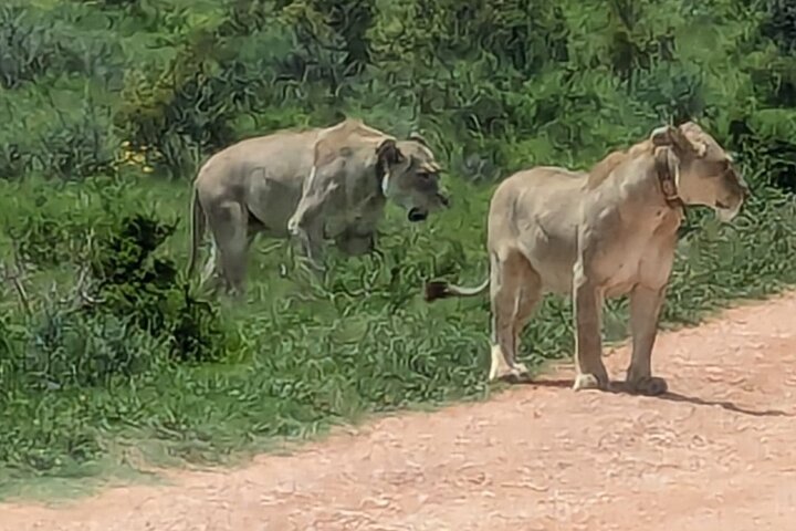 Excursion d'une demi-journée au parc national Addo Elephant de Port Elizabeth