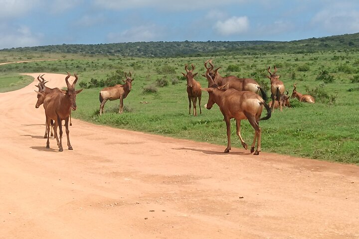 Excursion d'une demi-journée au parc national Addo Elephant de Port Elizabeth
