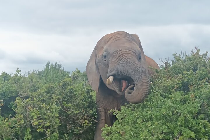 Excursion d'une demi-journée au parc national Addo Elephant de Port Elizabeth