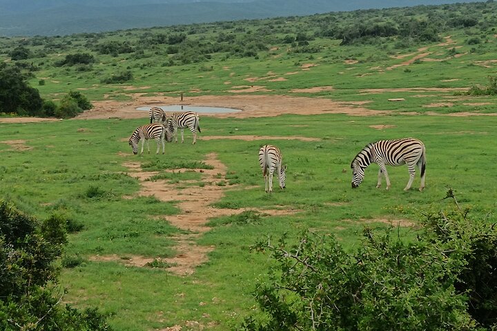 Excursion d'une demi-journée au parc national Addo Elephant de Port Elizabeth