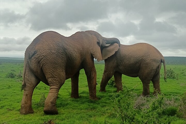 Excursion d'une demi-journée au parc national Addo Elephant de Port Elizabeth