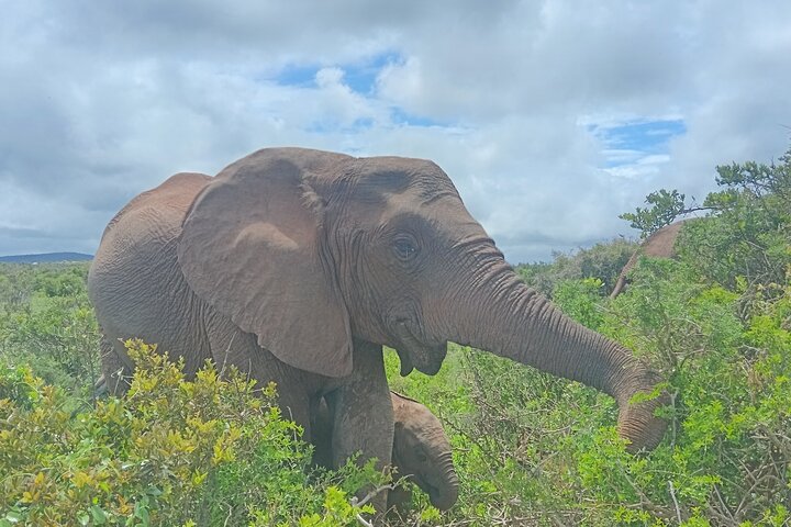 Excursion d'une demi-journée au parc national Addo Elephant de Port Elizabeth