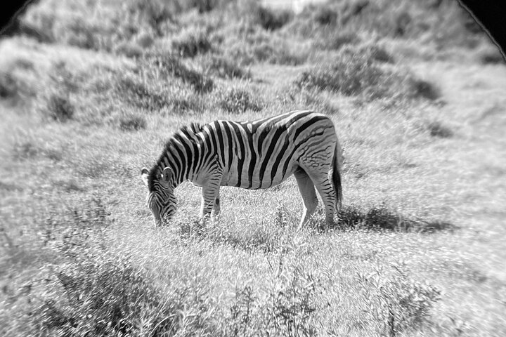 Excursion d'une demi-journée au parc national Addo Elephant de Port Elizabeth