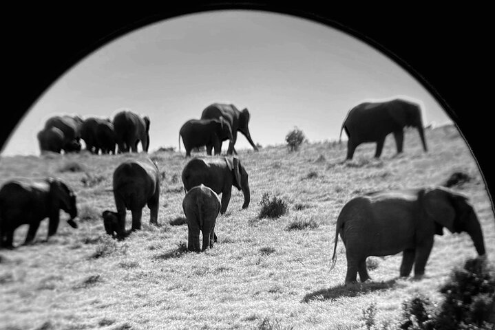 Excursion d'une demi-journée au parc national Addo Elephant de Port Elizabeth