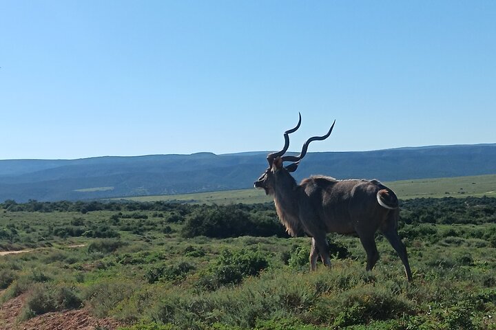 Excursion d'une demi-journée au parc national Addo Elephant de Port Elizabeth