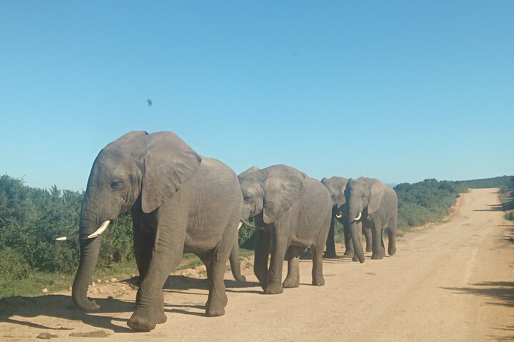 Excursion d'une demi-journée au parc national Addo Elephant de Port Elizabeth