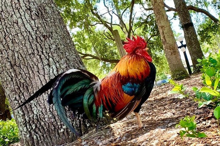 Tampa Food Tour avec 5 dégustations de plats locaux préférés Classiques