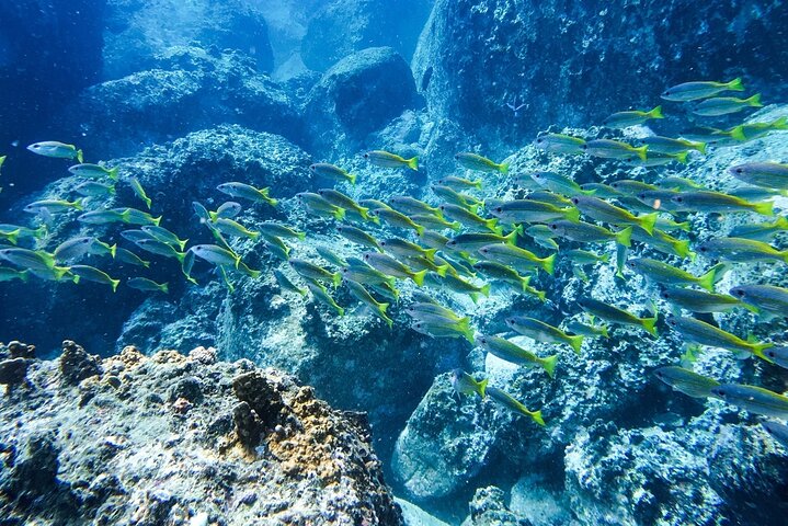 Nha Trang Bay: Private Half-Day Snorkeling Tour at Coral Reef