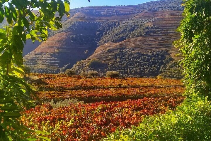 Régua : Prime Douro Valley Tour : 9 viner, Trad. Lunsj & privat. Båt