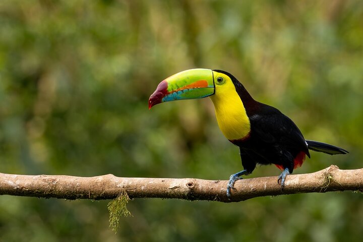 Monteverde Cloud Forest guidad naturvandring med Expert Naturalist