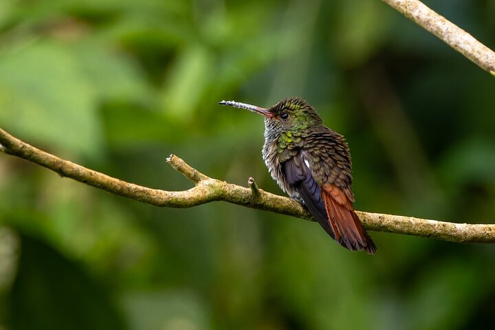 Monteverde Cloud Forest guidad naturvandring med Expert Naturalist