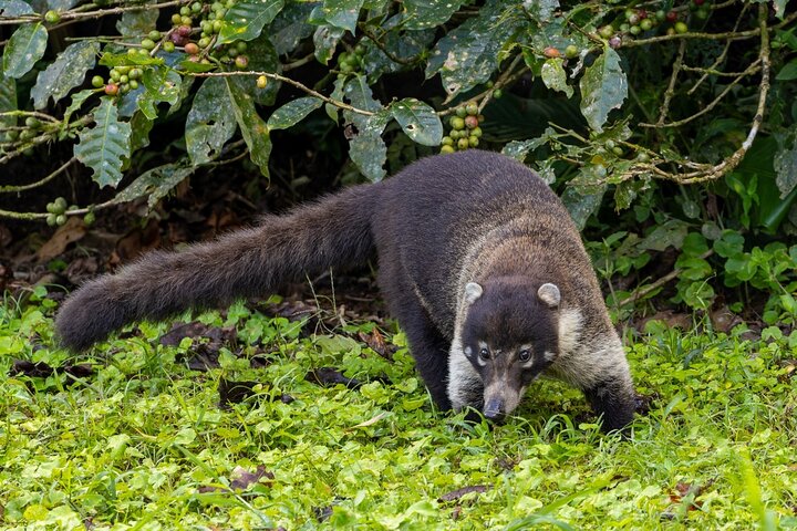 Monteverde Cloud Forest guidad naturvandring med Expert Naturalist