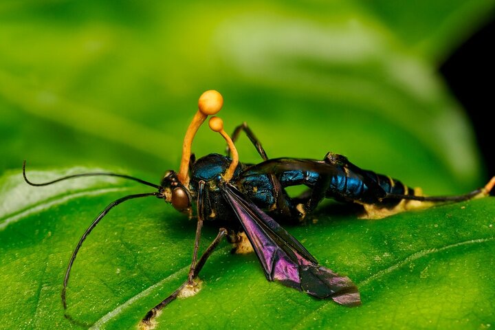 Monteverde Cloud Forest guidad naturvandring med Expert Naturalist