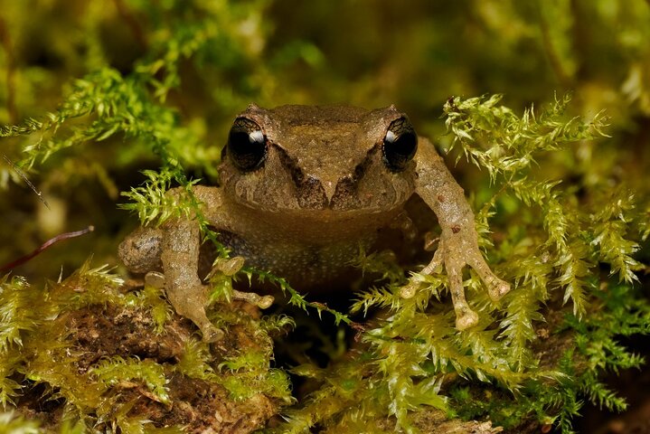 Monteverde Cloud Forest guidad naturvandring med Expert Naturalist
