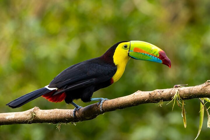 Monteverde Cloud Forest guidad naturvandring med Expert Naturalist