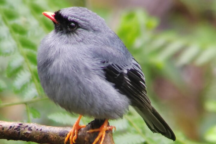 Monteverde Cloud Forest guidad naturvandring med Expert Naturalist