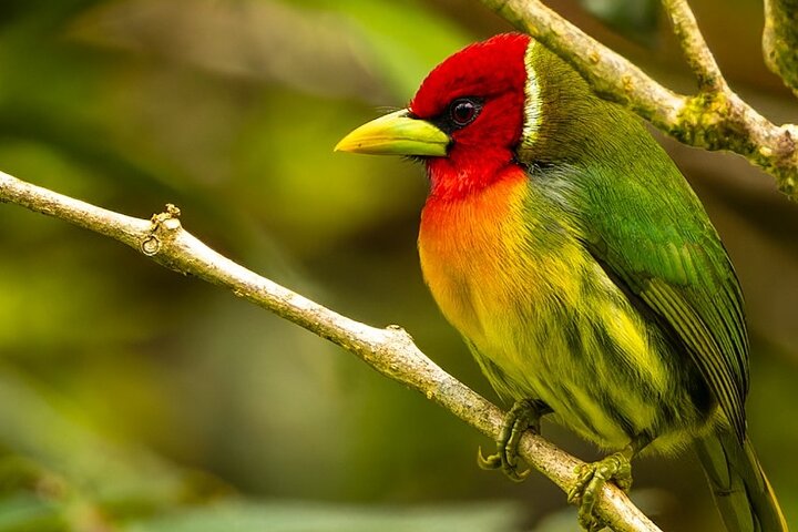 Monteverde Cloud Forest guidad naturvandring med Expert Naturalist