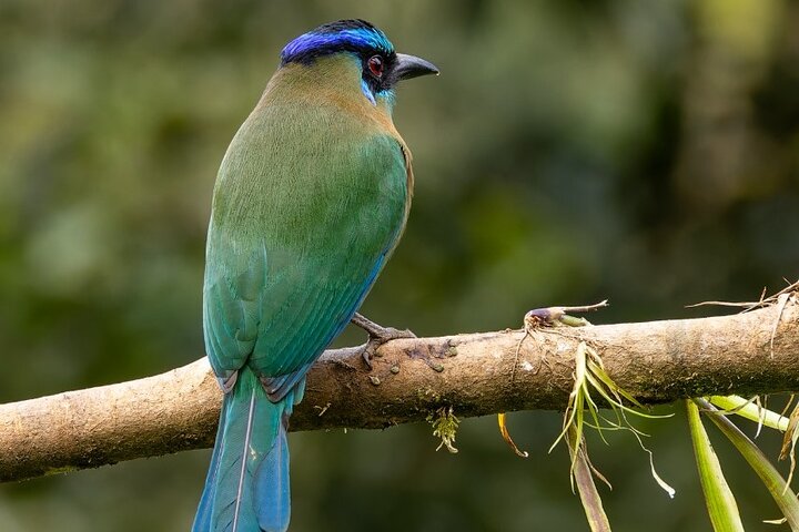 Monteverde Cloud Forest guidad naturvandring med Expert Naturalist