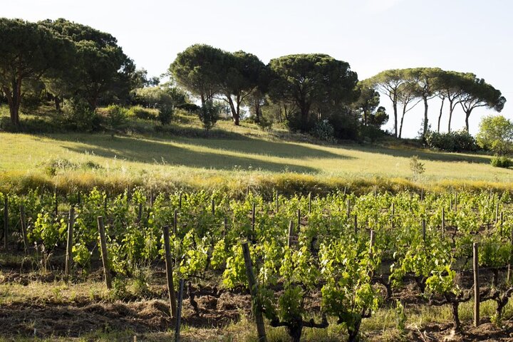 Descoberta da Ilha Rousse e degustação de vinhos do porto de cruzeiro de Calvi