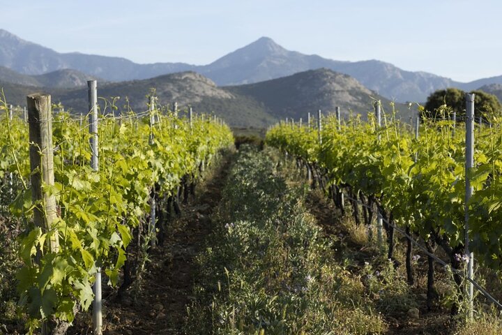 Descoberta da Ilha Rousse e degustação de vinhos do porto de cruzeiro de Calvi