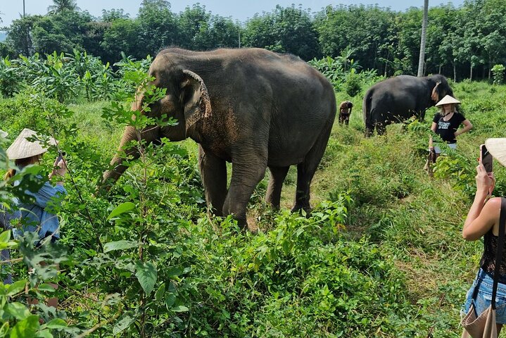 Koh Samui : Elephant Nature Care, il più grande santuario degli elefanti