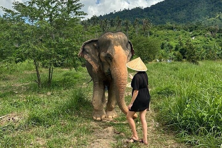 Koh Samui : Elephant Nature Care, il più grande santuario degli elefanti