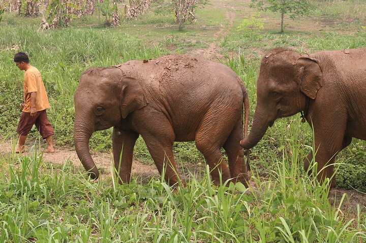 Koh Samui : Elephant Nature Care, il più grande santuario degli elefanti