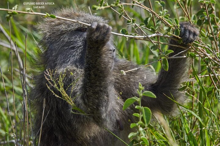 7 días en el Serengeti, el Parque Nacional Tarangire y el cráter Ngorongoro
