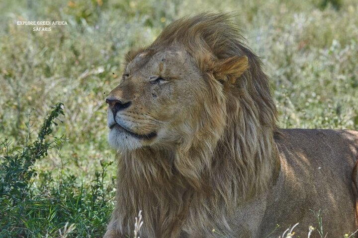 7 días en el Serengeti, el Parque Nacional Tarangire y el cráter Ngorongoro